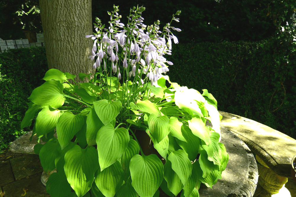 Hosta with flowers under a tree