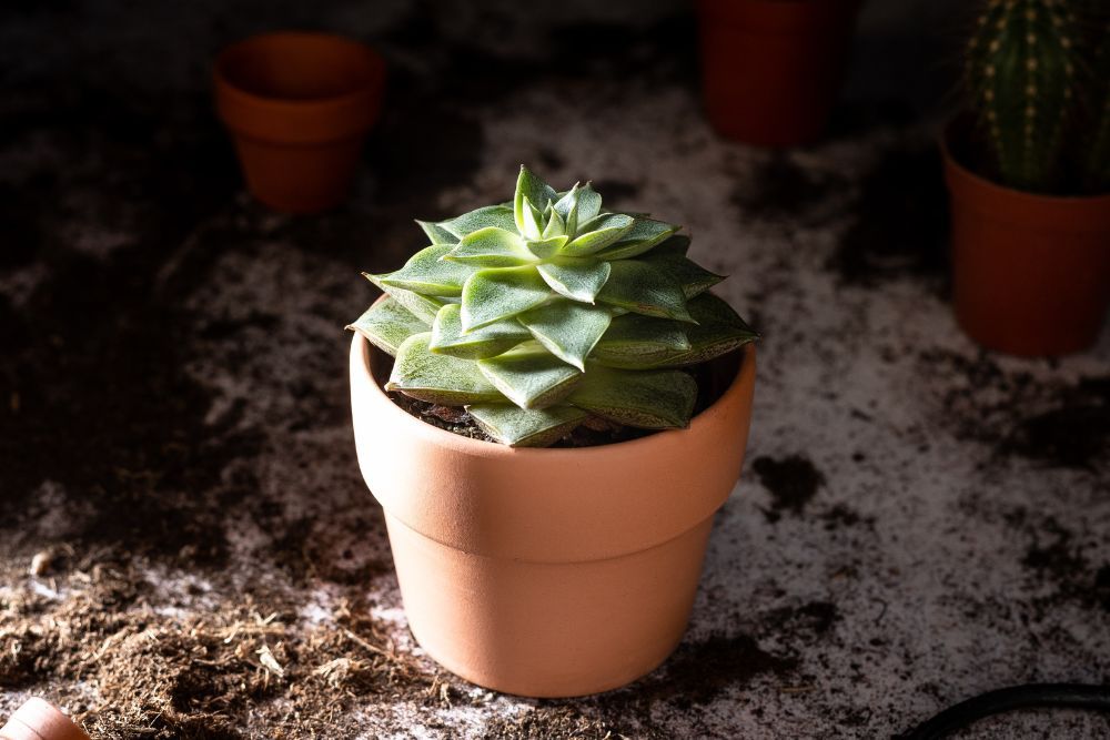 succulent in a pot with soil and fertilizer around it on the table
