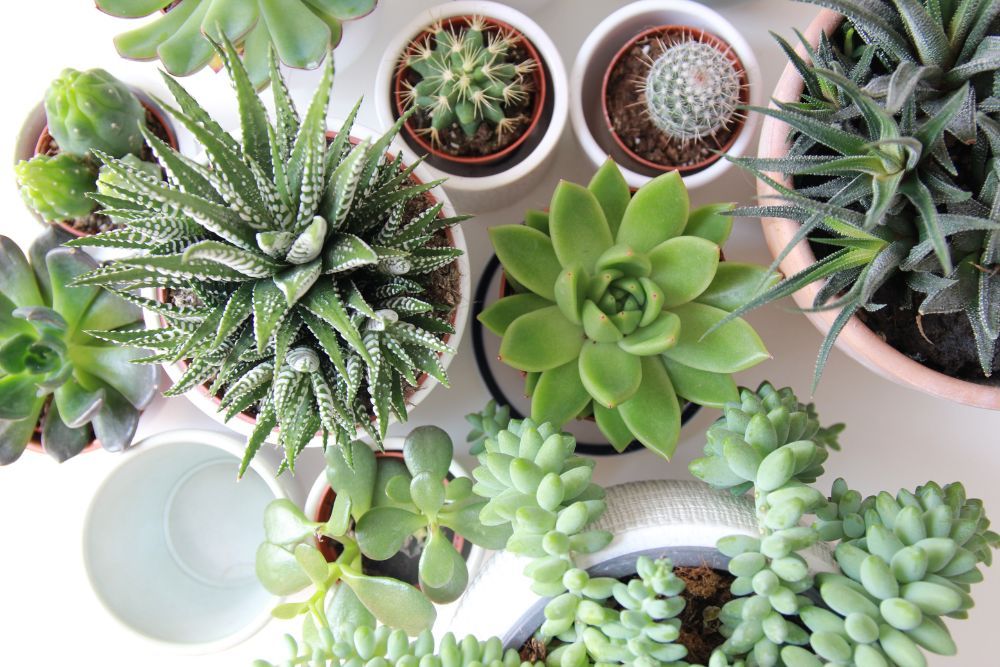 overhead shot of various types of succulents in their own pots
