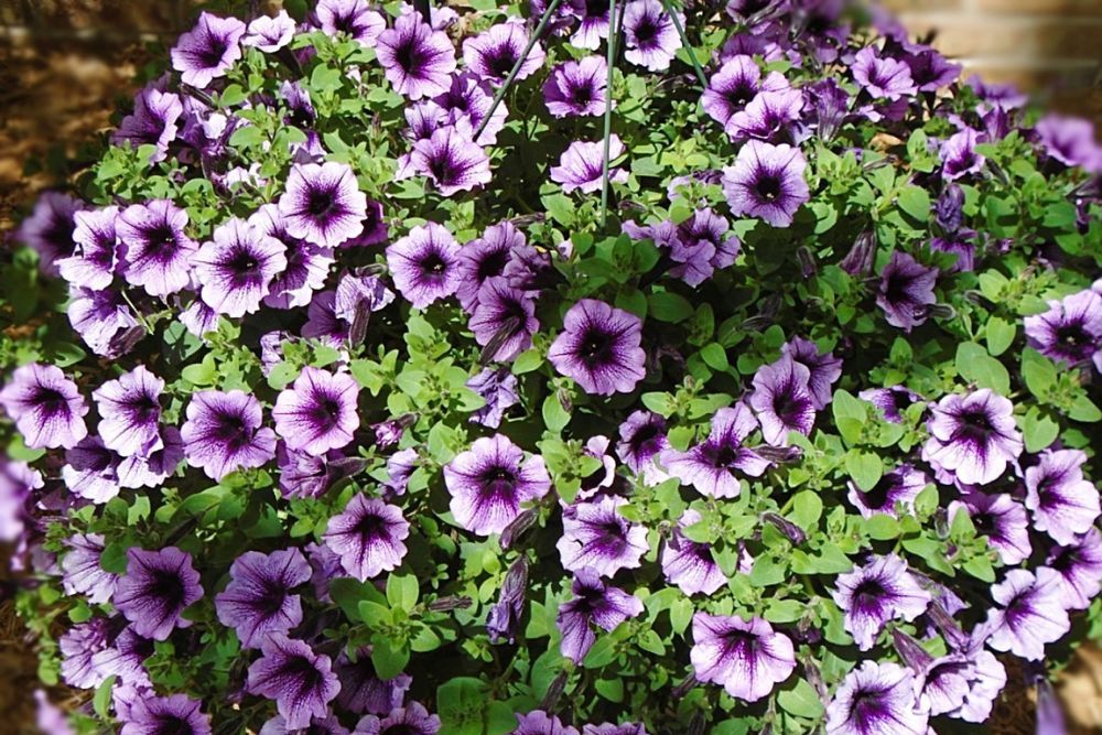 shade loving purple impatiens in a pot