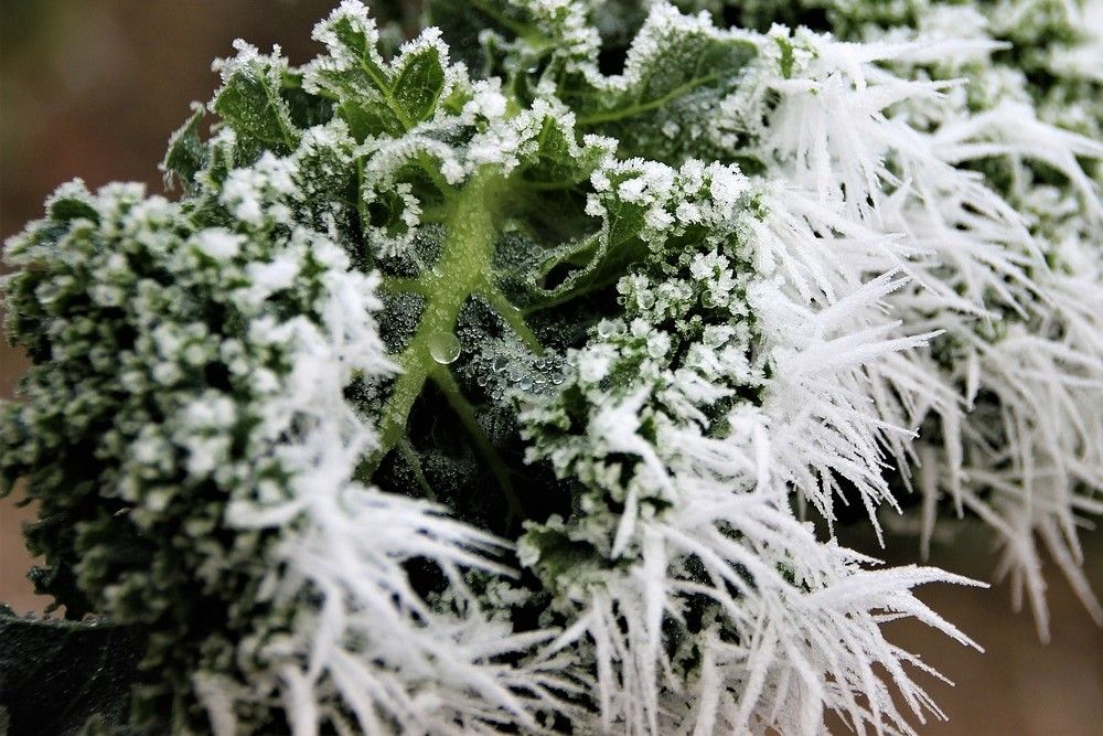 nature frost winter season plant