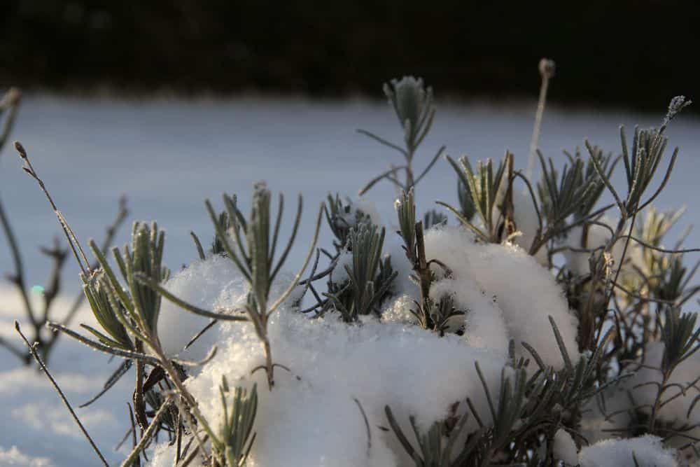 Lavender in the snow
