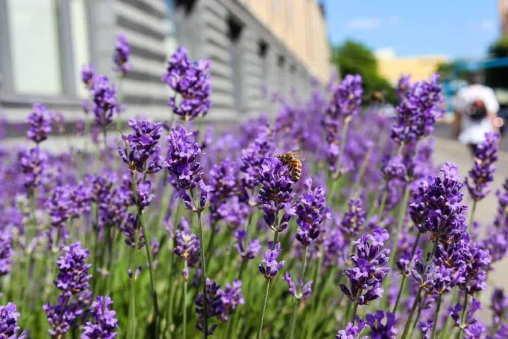 Lavender with bee