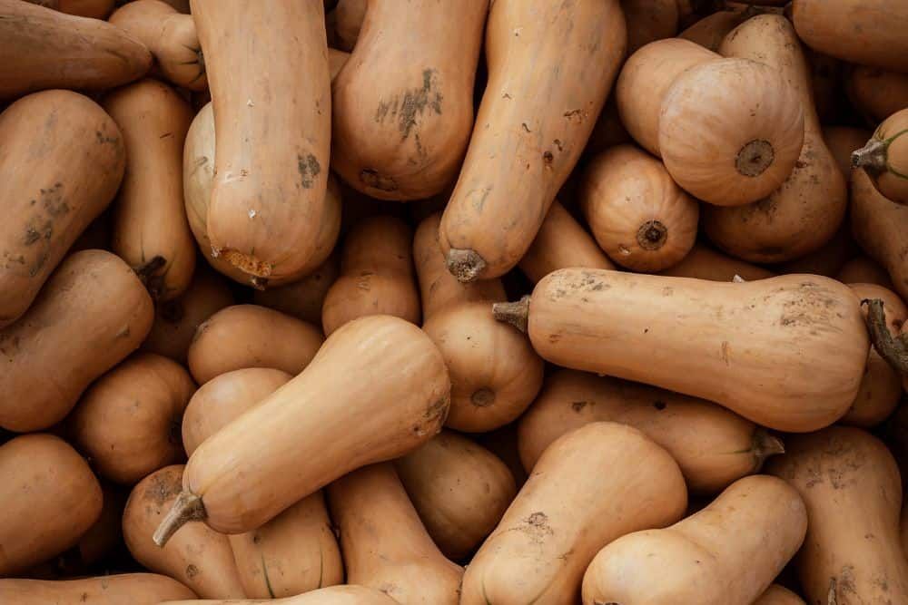 pile of butternut squashes