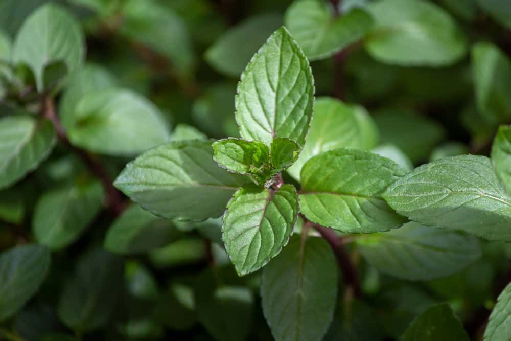 Mentha piperita Chocolate a hybrid mint of watermint and spearmint