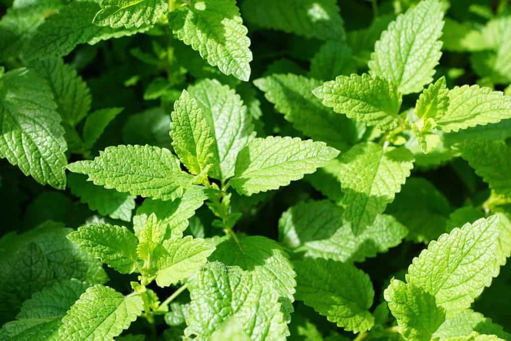 zoomed in image of mint leaves