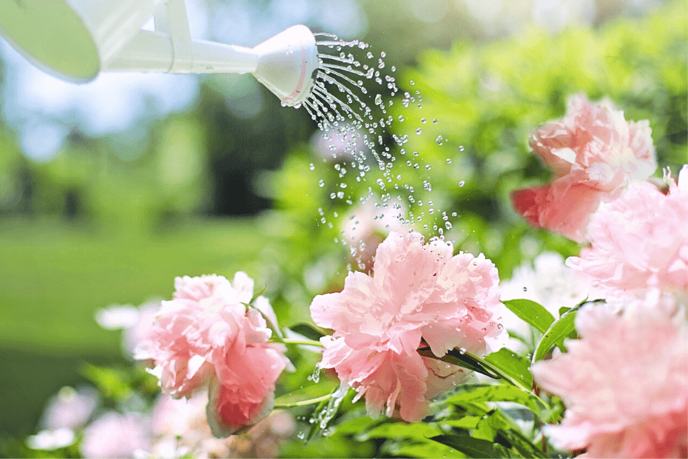 Peonies with pink flowers being watered
