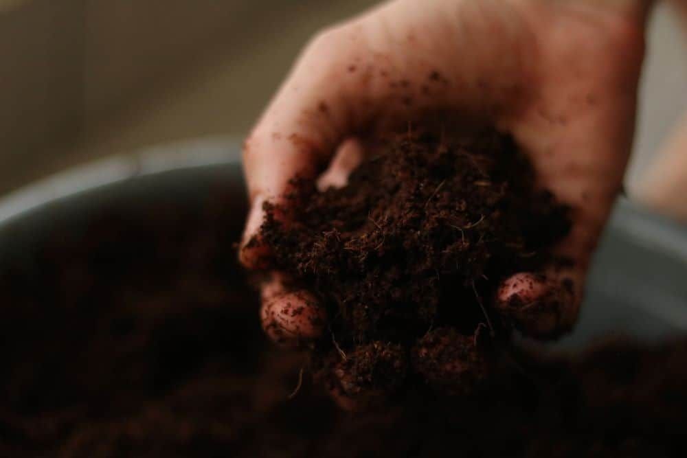 Handful of potting soil