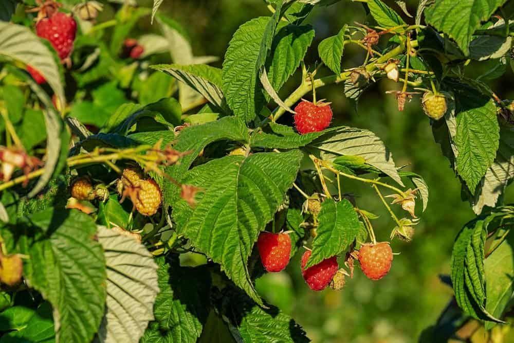 raspberry bush fruit
