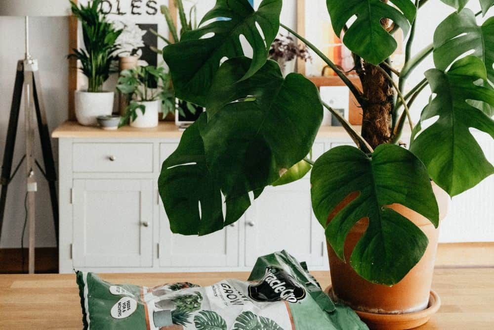 How to Grow and Care for Monstera Plants