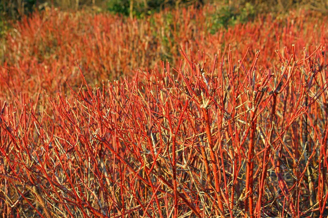 red osier dogwood red twigs plants