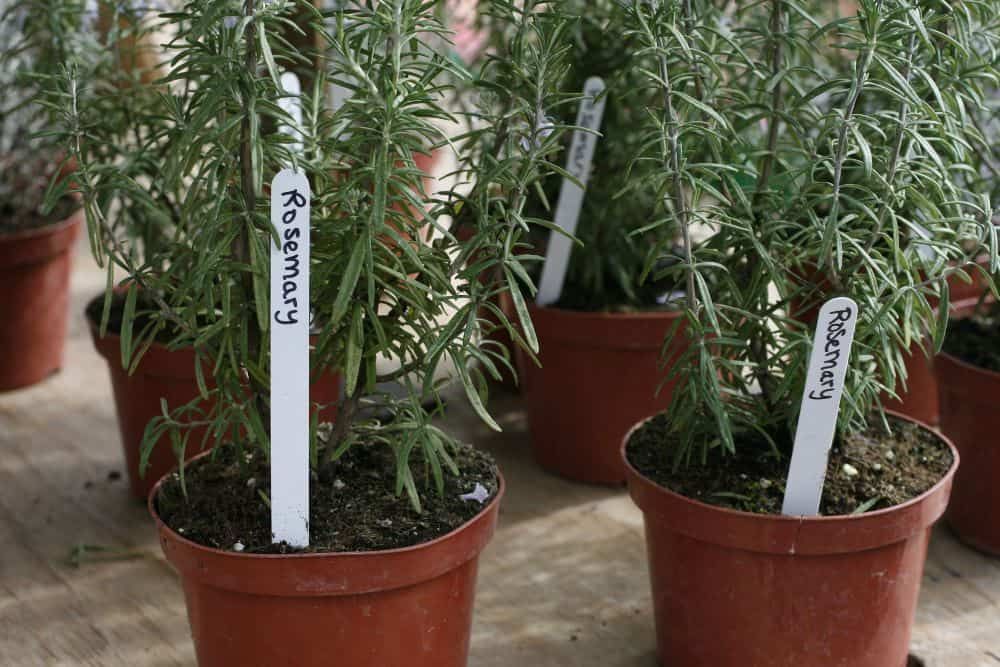 Rosemary plants in pots