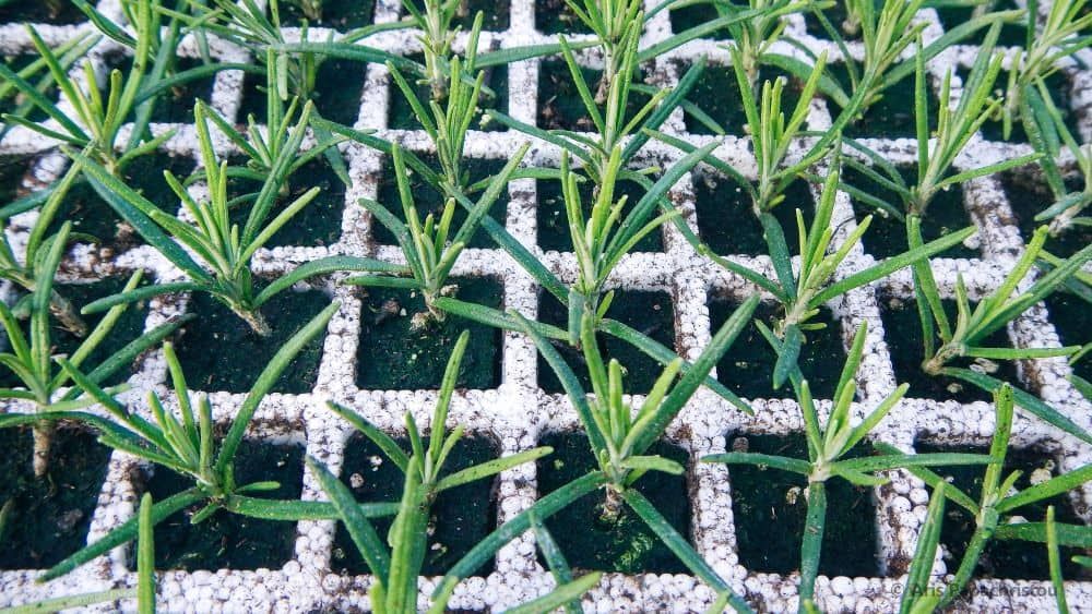 Rosemary seedlings
