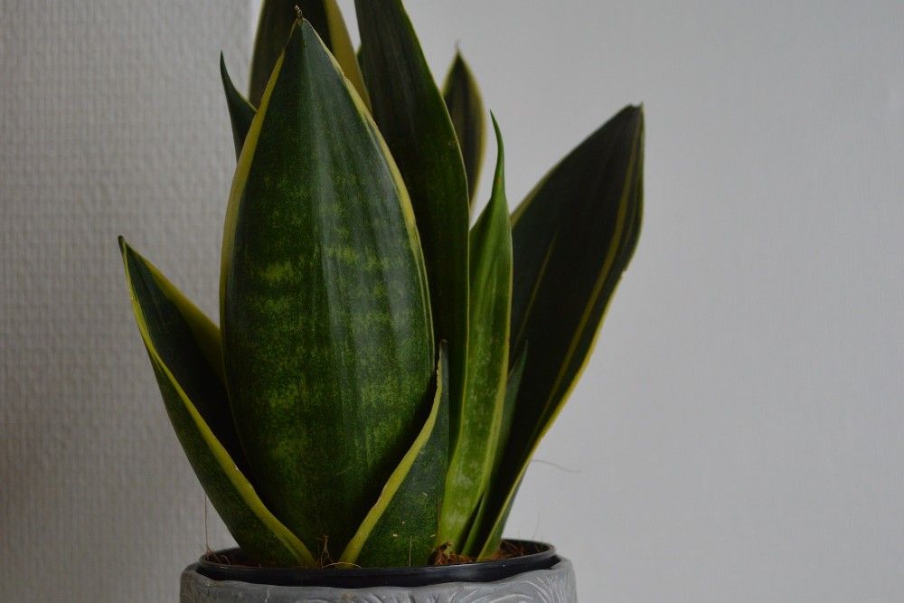 The Best 11 Houseplants for a Basement