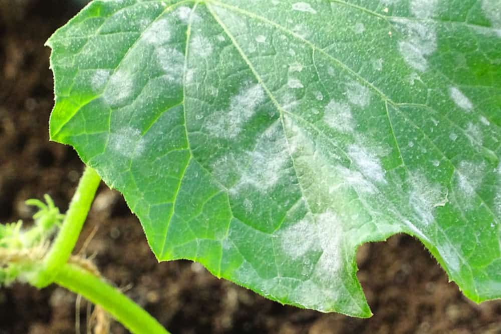 Close up of cucumber leafs with white powdery mildew. Plant disease