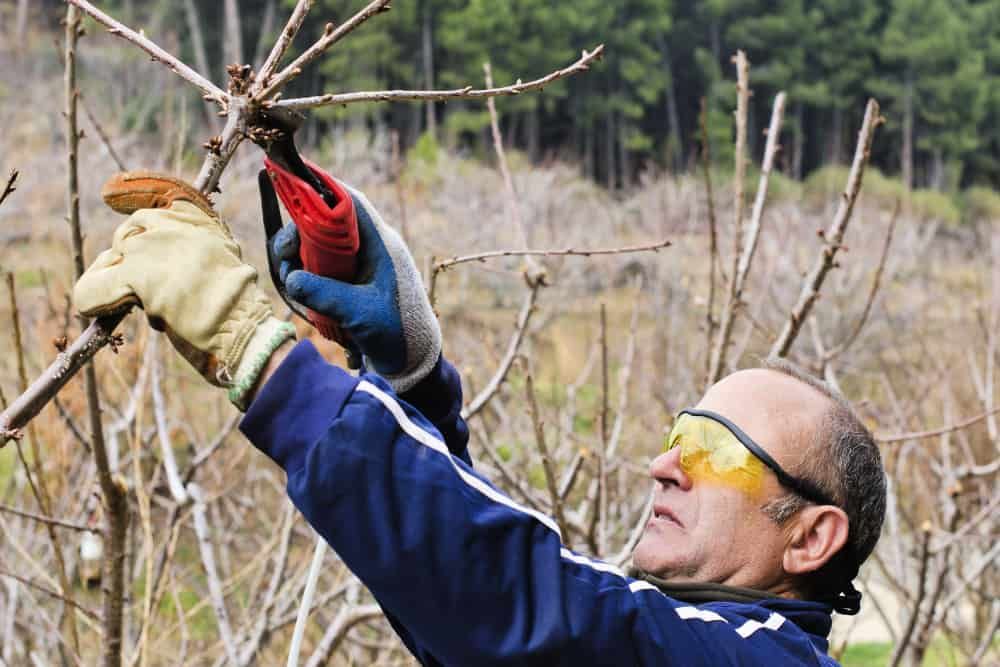 How to Sharpen Your Garden Shears