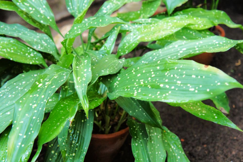 Aspidistra elatior or cast-iron-plant or bar room plant with spotted leaves in pot