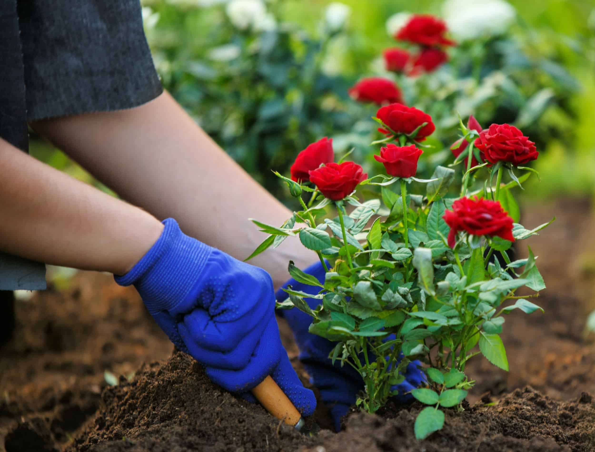 Photo of hands of young agronomist planting red roses in garden