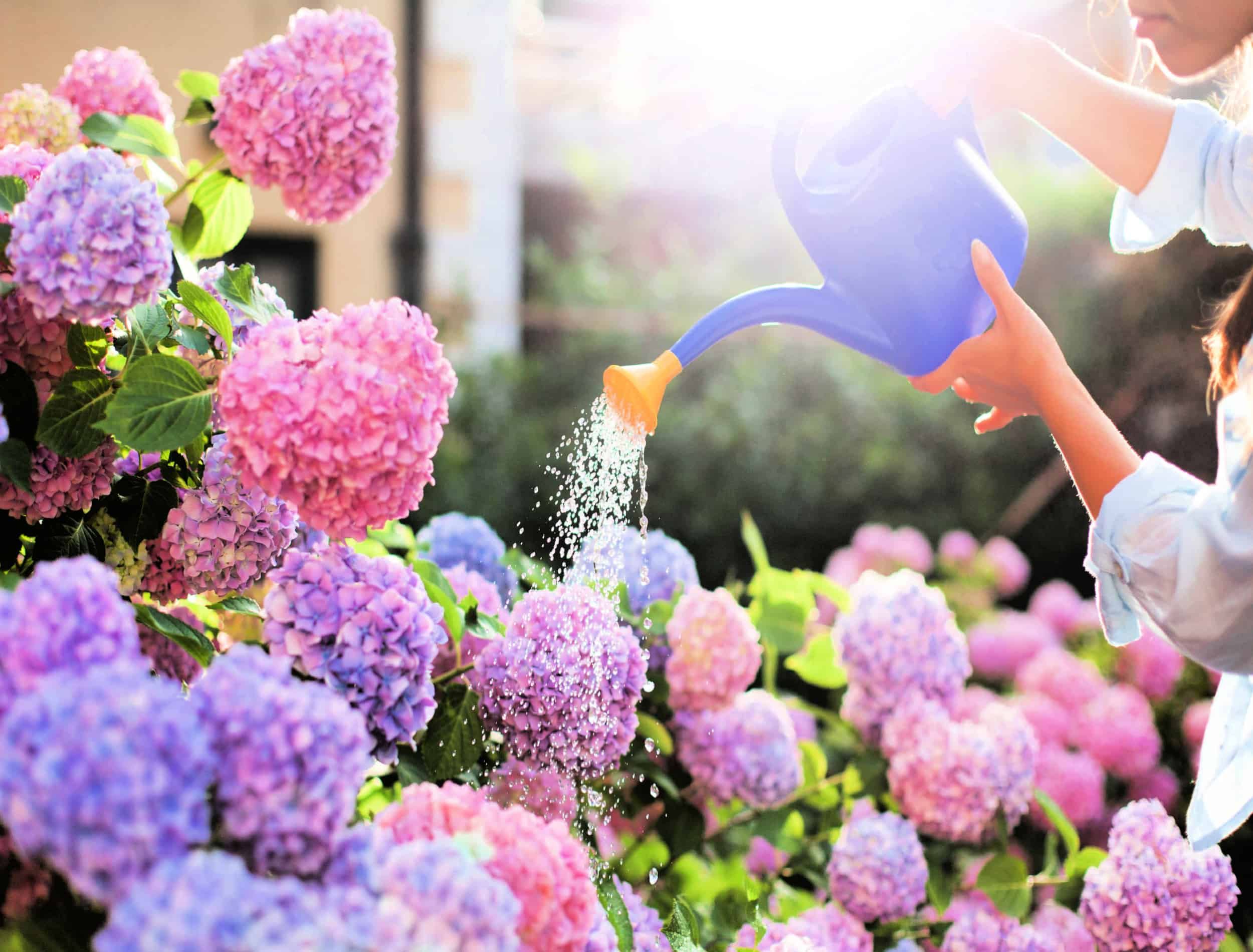 Gardening in bushes of hydrangea. Gardener waters flowers with watering can. Girl takes care the garden. Flowers are pink, blue and blooming in street by house.