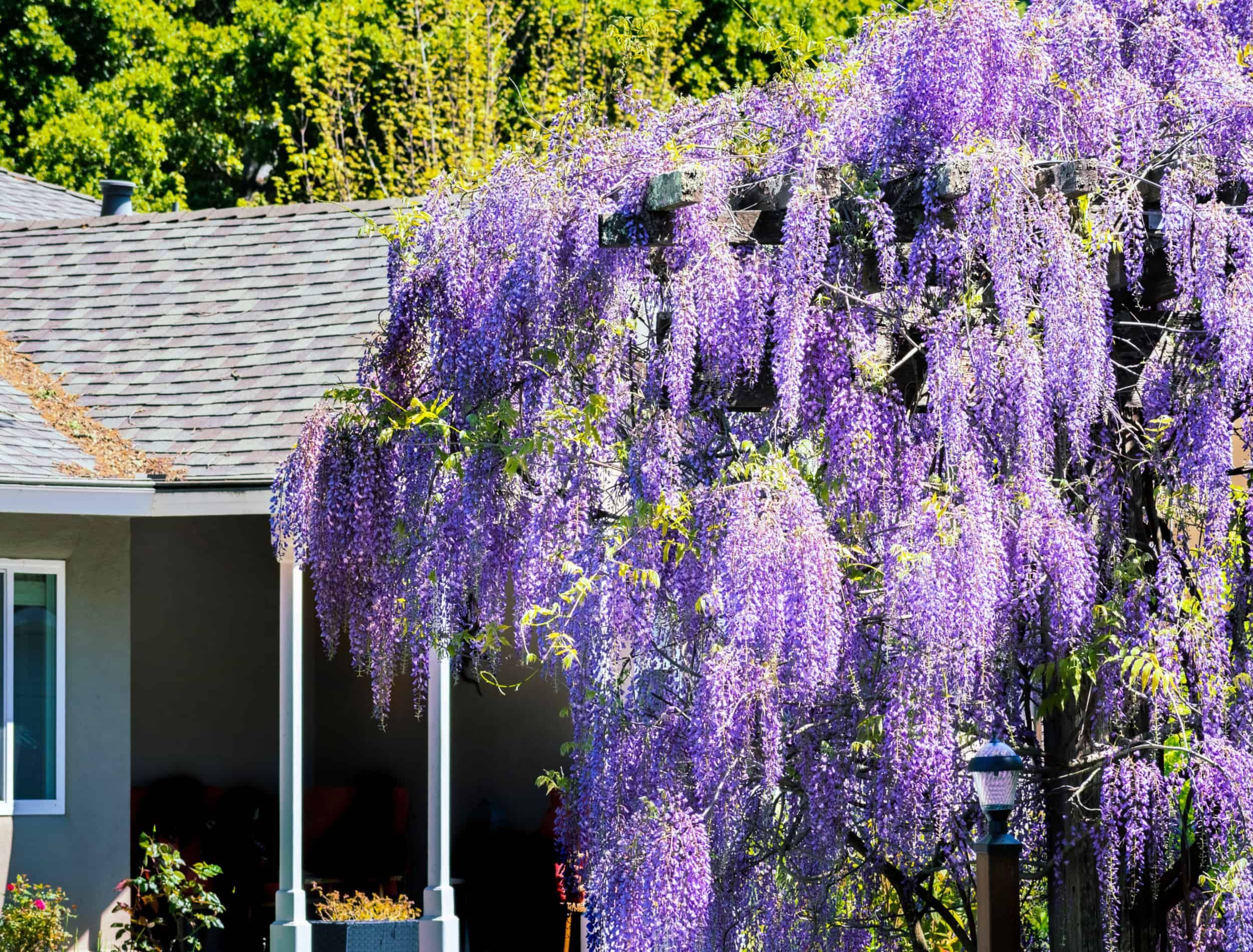 Wisteria in front of house