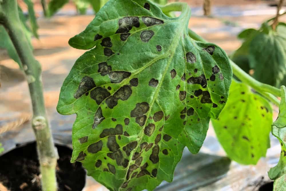 Leaf spot disease of tomato