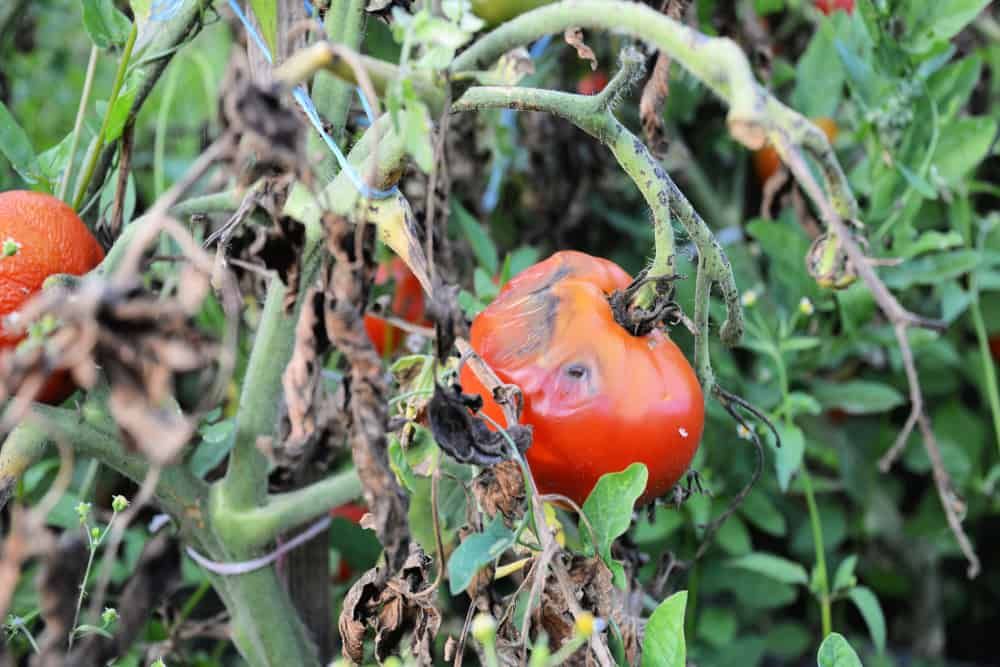 The fungus buckeye rot of tomato caused by the pathogen Phytophthora parasitica badly affected a tomato plant. Late stage of tomato disease.