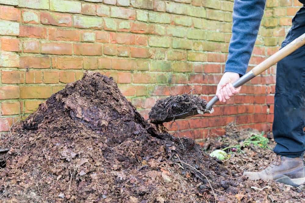 Gardener shovelling homemade garden compost and leaf mould to use as a mulch or organic fertilizer