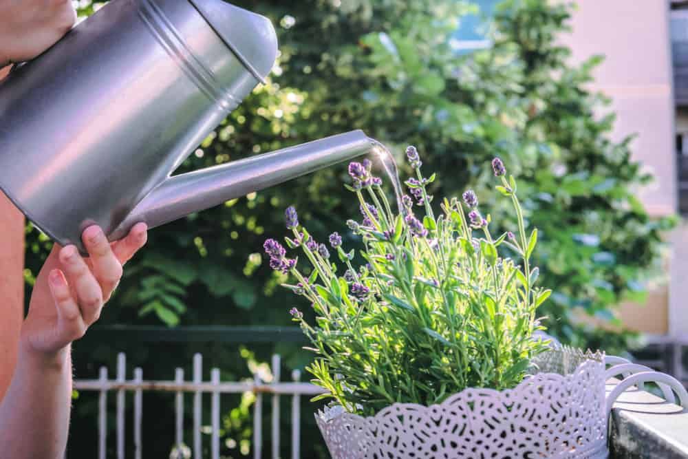 Watering can waters the lavender flowers that grow on the balcony.
