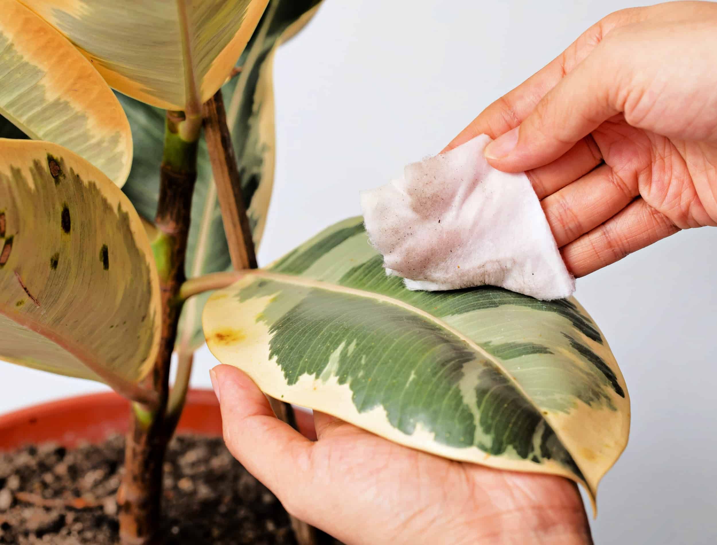 Woman cleaning houseplant, Ficus Elastica Tineke Variegatad or Rubber Plant. Concept of indoor plant care.