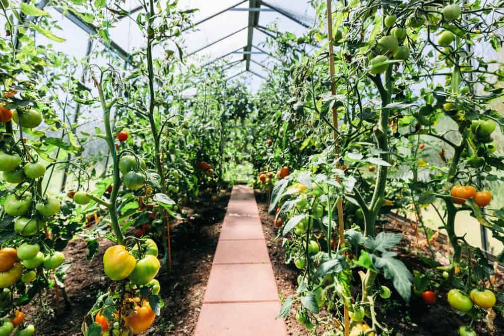 Backyard greenhouse with tomato growing. Ripening tomatoes