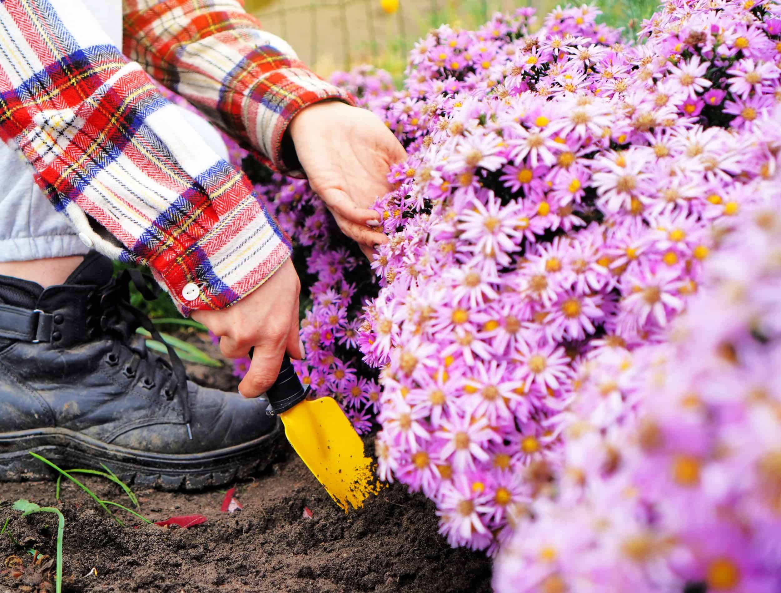 Girl in country clothes digs up the soil with a little shovel around the autumn aster flowers.