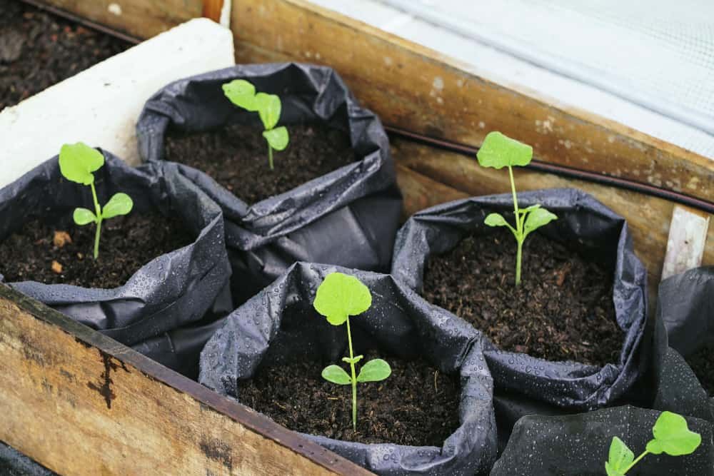 butternut seedlings planted in greenhouse