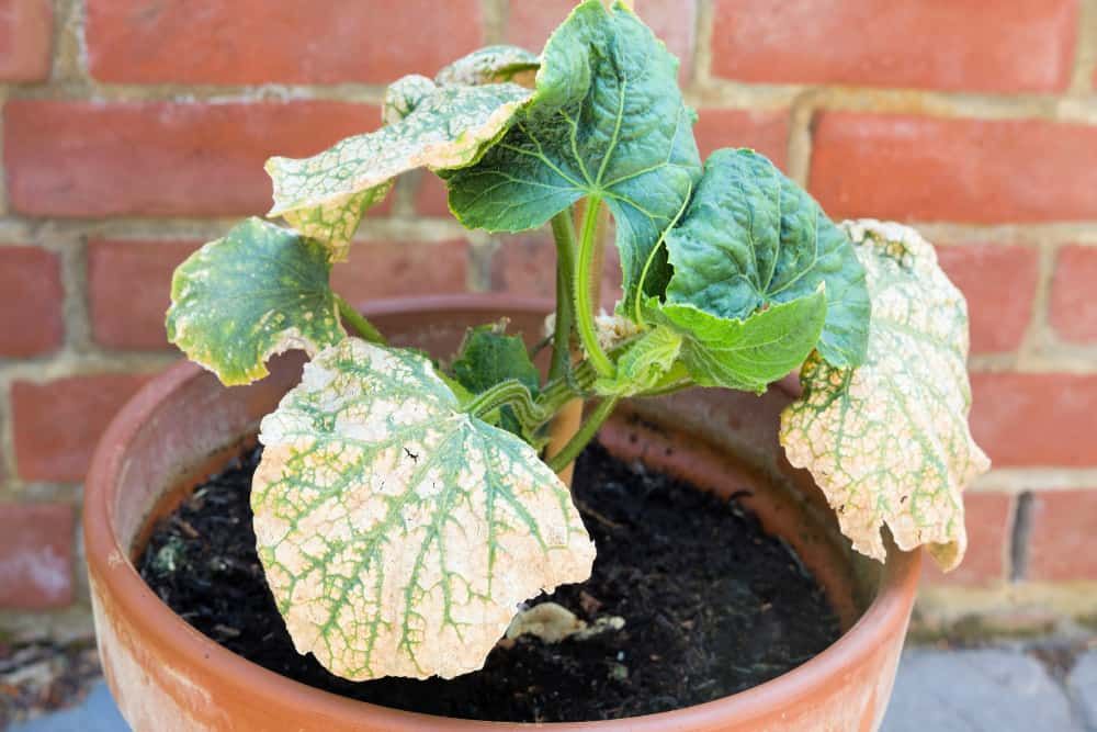 5 Common Cucumber Diseases