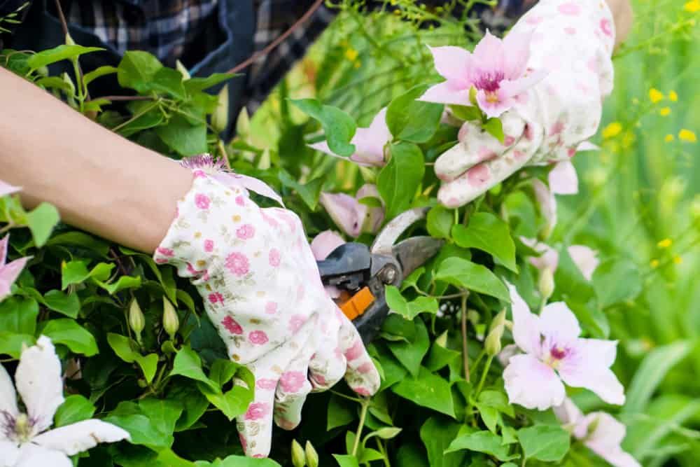 A woman is engaged in gardening, caring for clematis liana flowers outside the city in the garden. The girl cuts a branch of delicate flowers with a pruner.