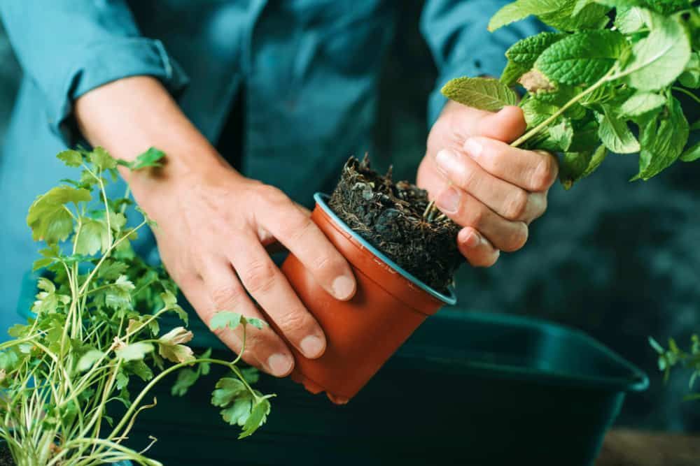 How to Grow Mint in Containers