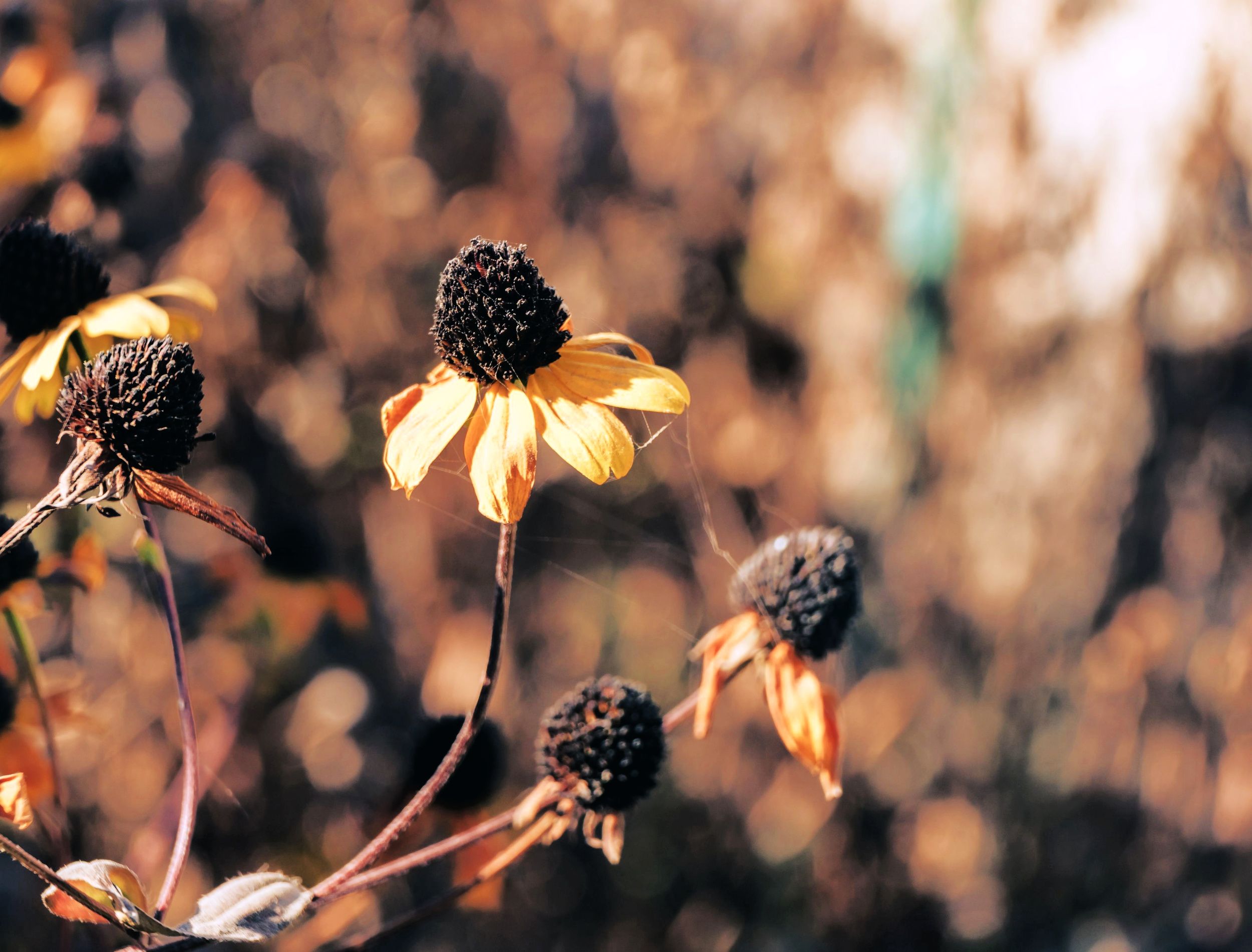 5 Perennials You Shouldn't Cut Back in Fall