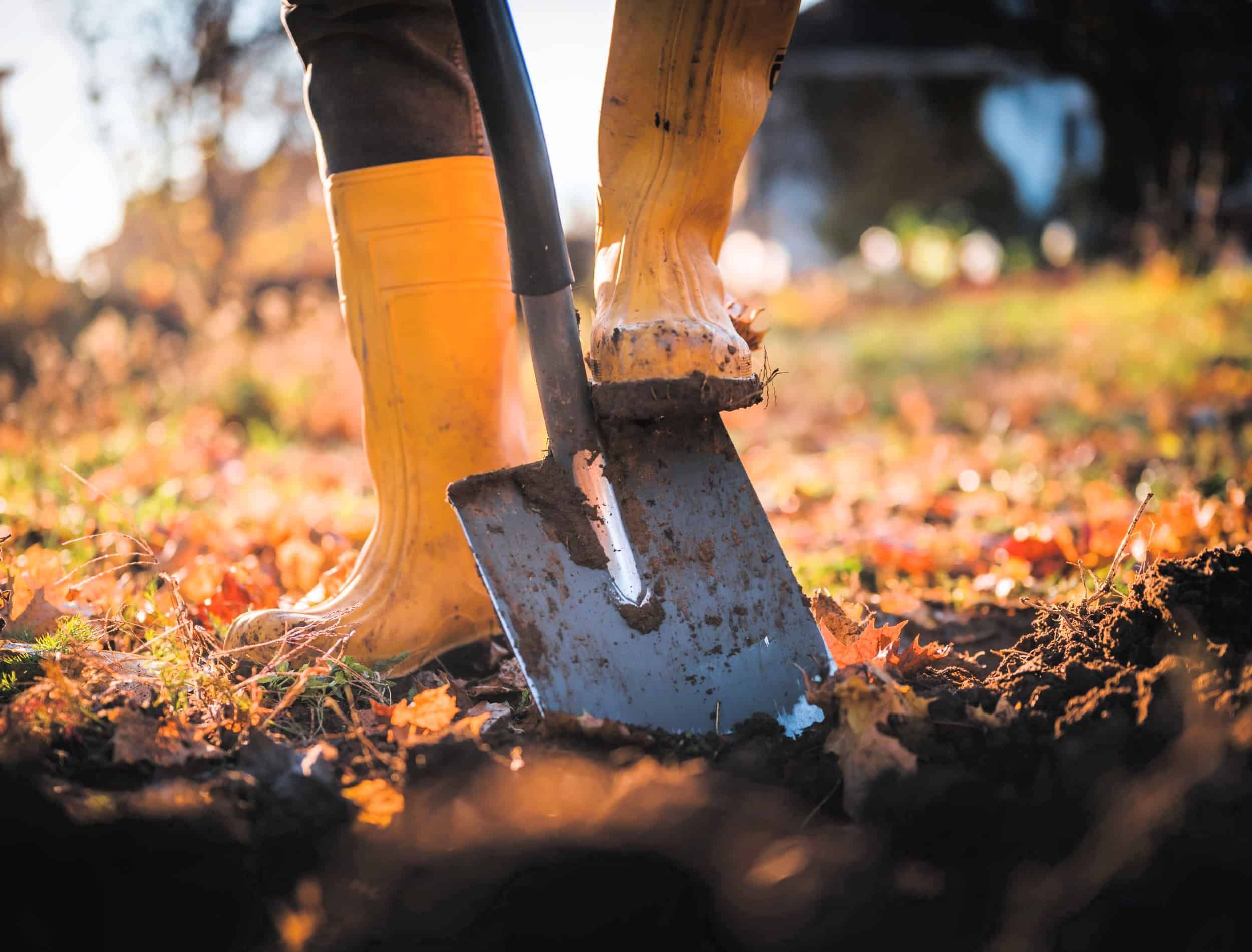 Worker digs soil with shovel in colorful autumn garden, agriculture concept autumn detail. Mans yellow boot or shoe on spade prepare for digging.