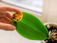 Yellow Brown Spots On Orchid Leaves Infoupdate