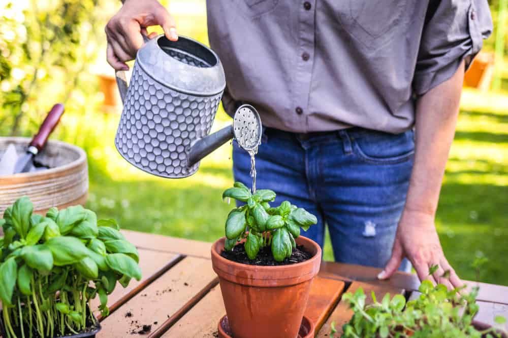 Planting and gardening in garden at spring. Person watering planted basil herb in flower pot on table. Organic herbal garden