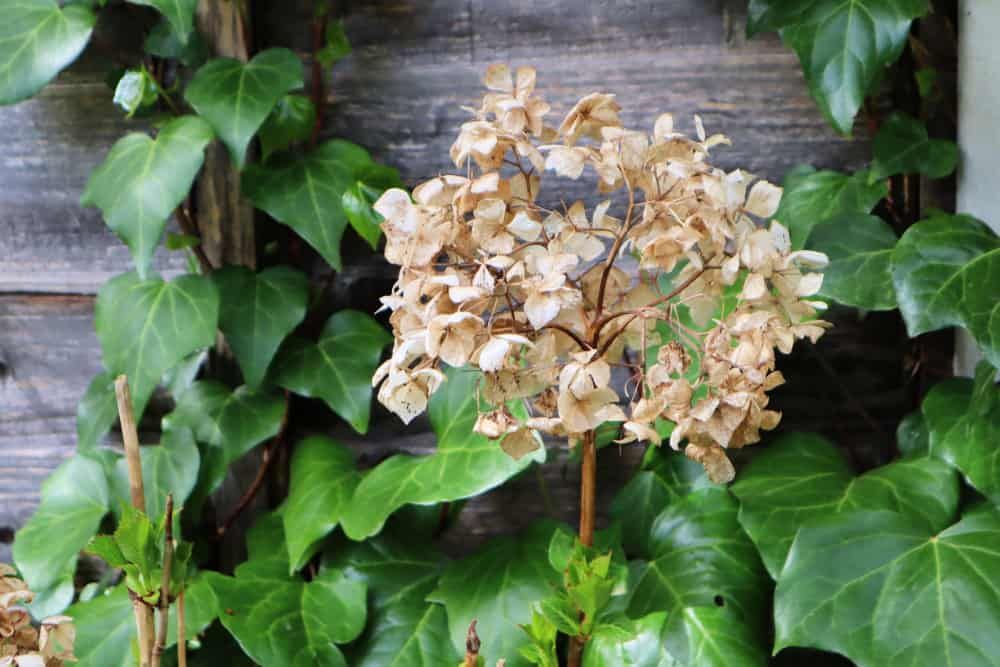 Seedhead of mophead hydrangea flower ready for pruning against background of English ivy hedera