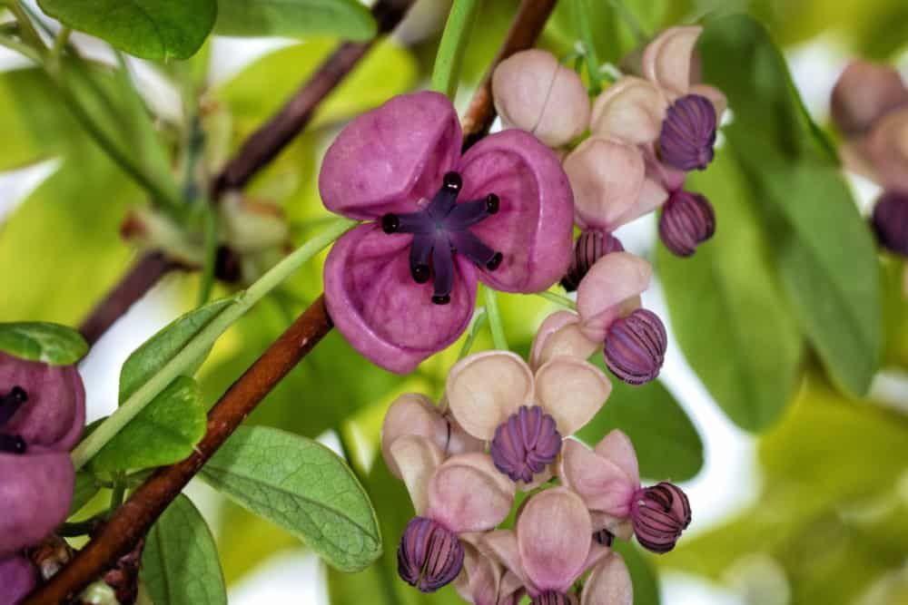 Akebia quinata, commonly known as chocolate vine, five-leaf chocolate vine, or five-leaf akebia.