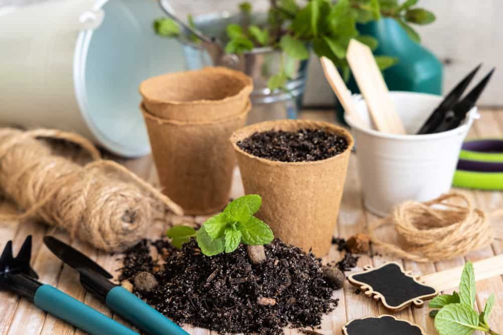 Herbs seedlings growing in a biodegradable pots near garden tools on white wooden table. Indoor gardening, Homegrown plants, germinating herb seeds, close up