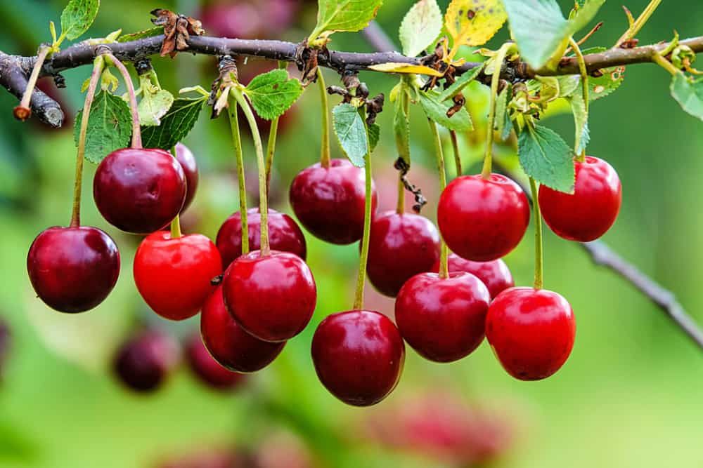 cluster of ripe dark red Stella cherries hanging on cherry tree branch with green leaves and blurred background