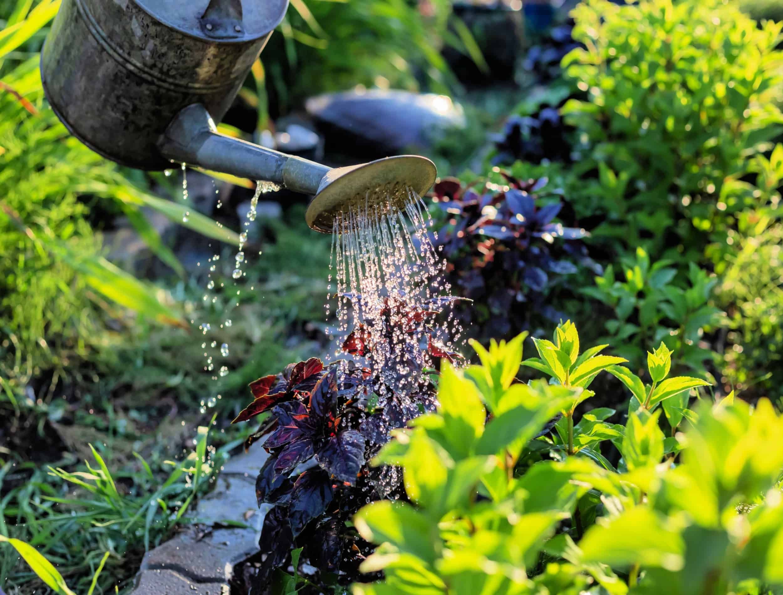 How Often To Water Basil