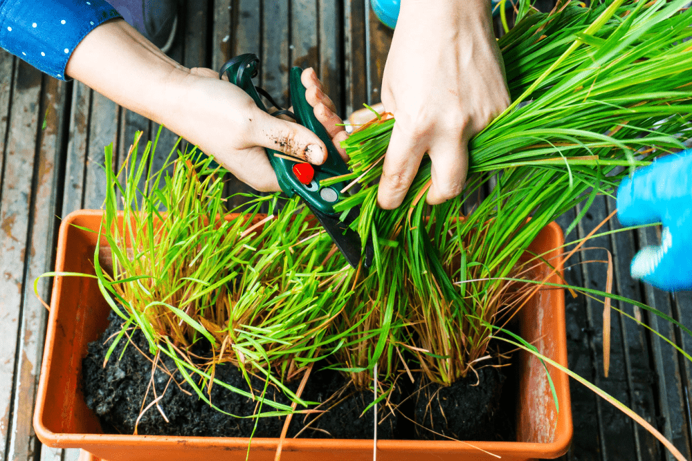 Hand planting and cutting lemongrass aromatic herb