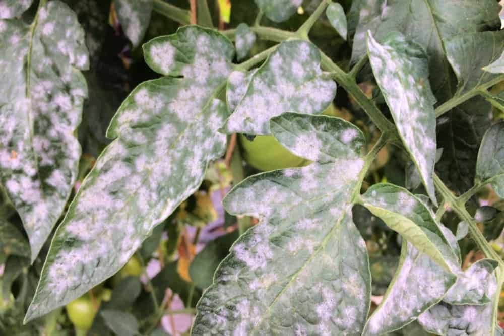 Powdery Mildew infected leaves
