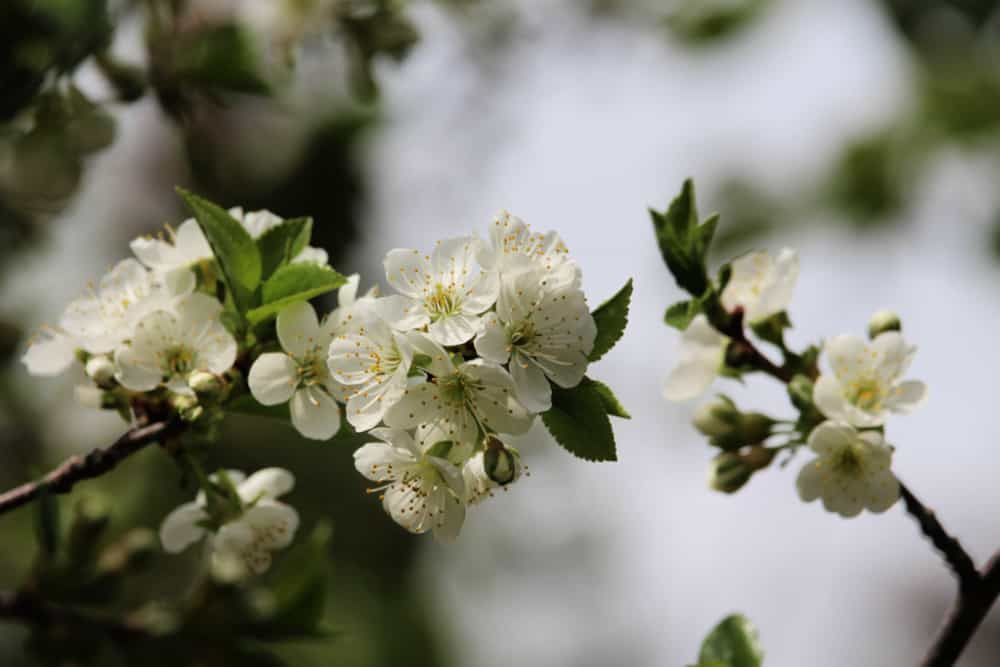 Carmine Jewel Sour Cherry blossoms