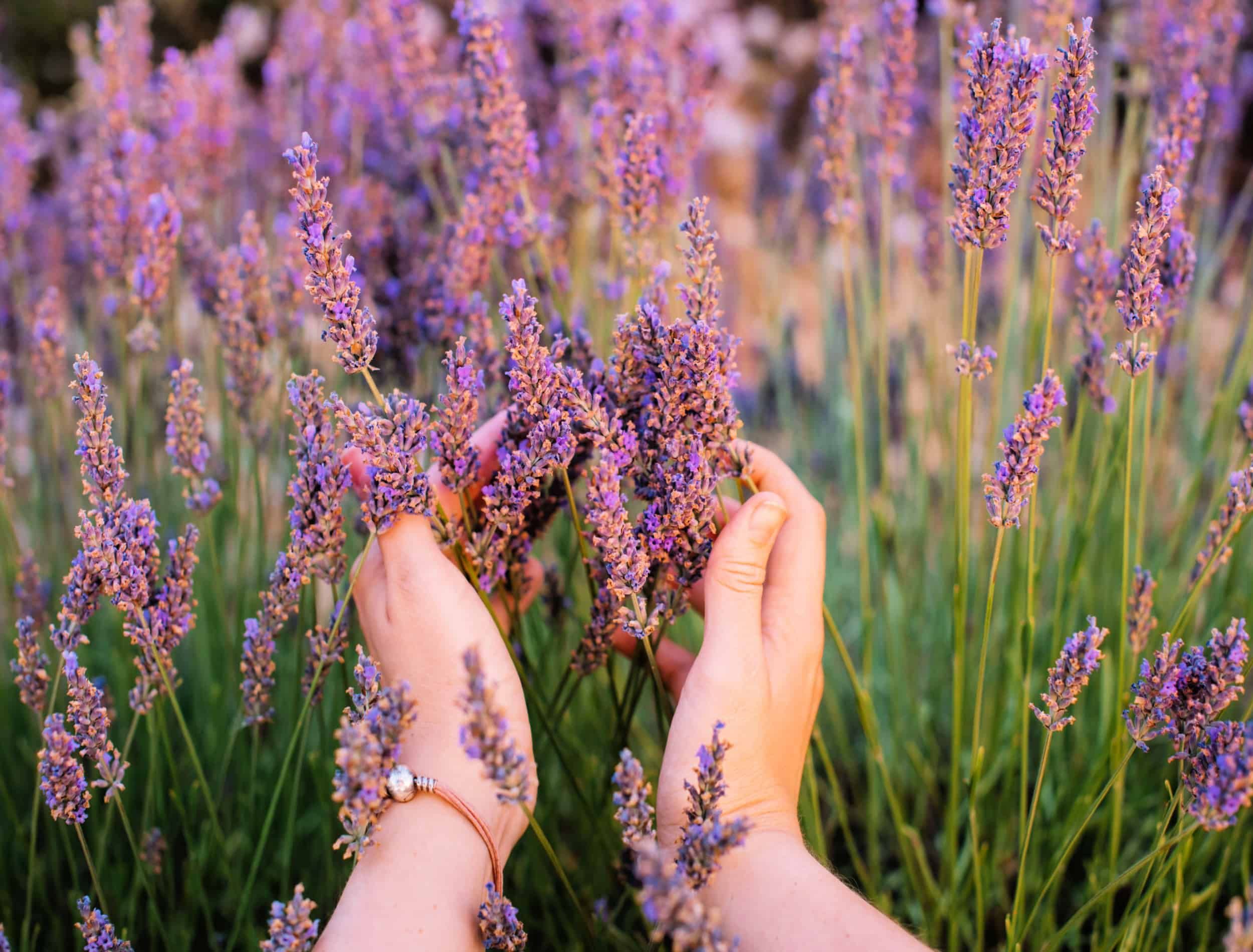 should-you-cut-back-lavender-for-winter