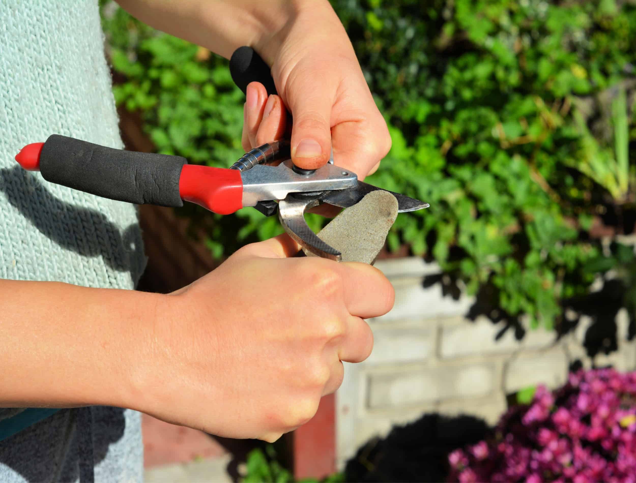 Gardener cleaning and sharpening garden tool in autumn.