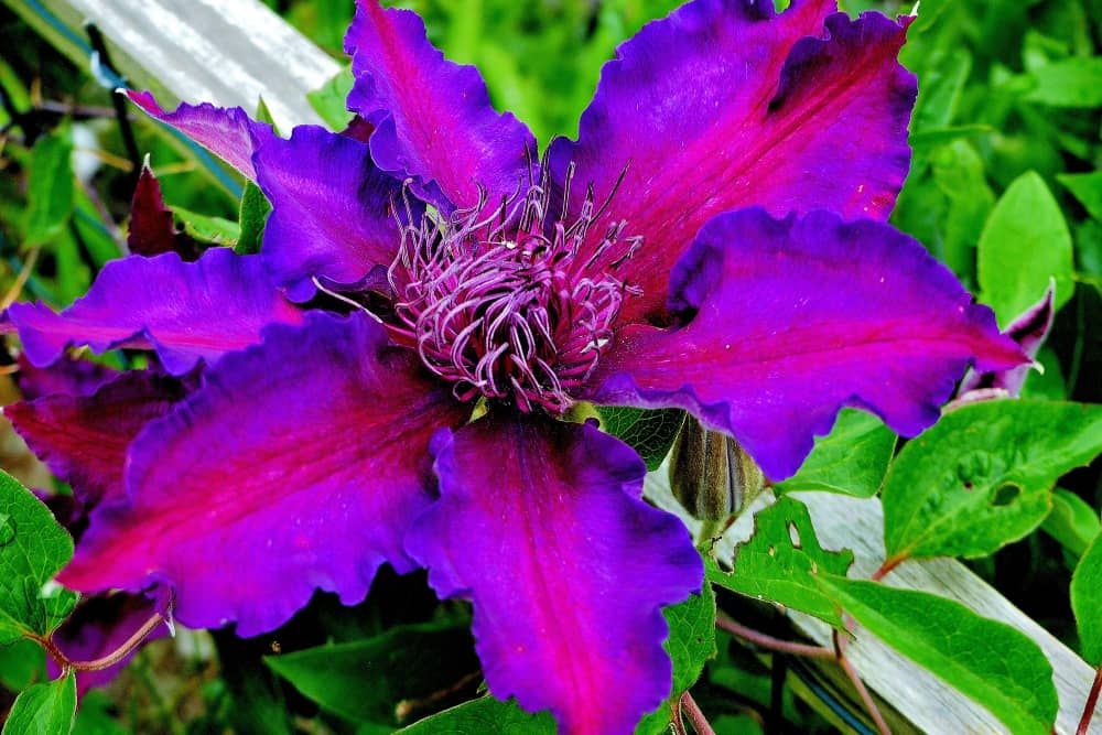 Clematis Anne Louise